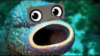 Coral Reef Face With Funny Elephant Eyes And Derek The Sheep Stampede Audio
