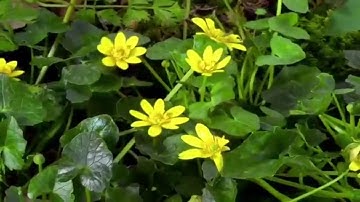 تلاوة رائعة ومؤثرة من سورة يونس للشيخ عبدالله الجهني تراويح رمضان ١٤٣٢هـ