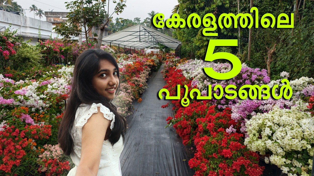 ഒന്ന് രണ്ട് ചെടികളും വാങ്ങാൻ പറ്റുന്ന 5 wholesale ബോഗൈൻവില്ലേ ഗാർഡനുകൾ തൃശൂർ l കോതമംഗലം l വരാപ്പുഴ 