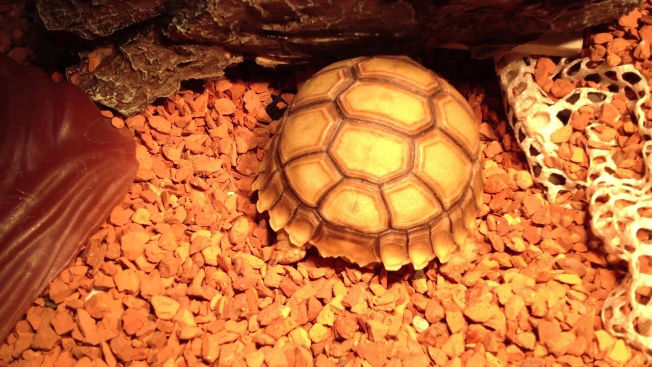 udonis haslem 盾B掘洞 Sulcata Digs Hole