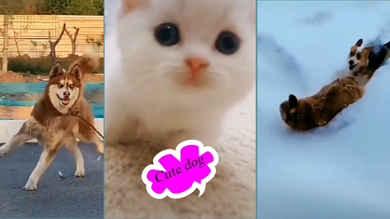 Cute dog shows funny humor YouTube