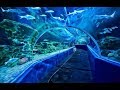 Inside  VGP Marine Kingdom - Trailer