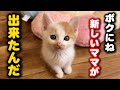 捨てられた子猫を関係無い母猫に預けた翌日まさかの…