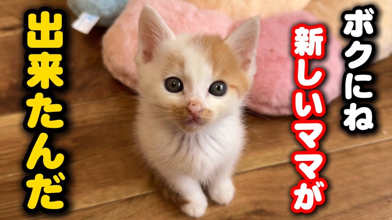 捨てられた子猫を関係無い母猫に預けた翌日まさかの…