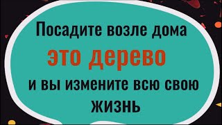 Это дерево меняет судьбу! Обязательно посадите его и вы измените всю свою жизнь