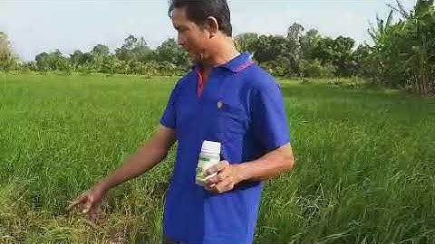 Basagran quản lý cỏ lông heo kháng thuốc tại Hòn Đất, Kiên Giang