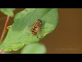 Large Tiger Hoverfly (Helophilus trivittatus ♀)