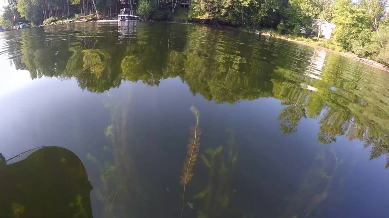Fresh water jellyfish