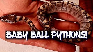 Setting up hatchlings: From the incubator to the hatchling rack. Pro Tips Setting Up Hatchlings