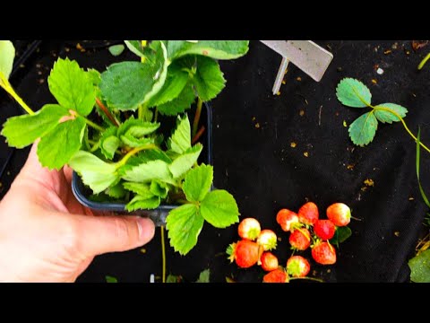 Видео: Сделайте ЭТО С КЛУБНИКОЙ В августе. Агрономы рекомендуют, вносить и ухаживать ТАК. Урожай ведрами
