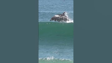 This one is gonna RIP! #surfing #dolphin #rip