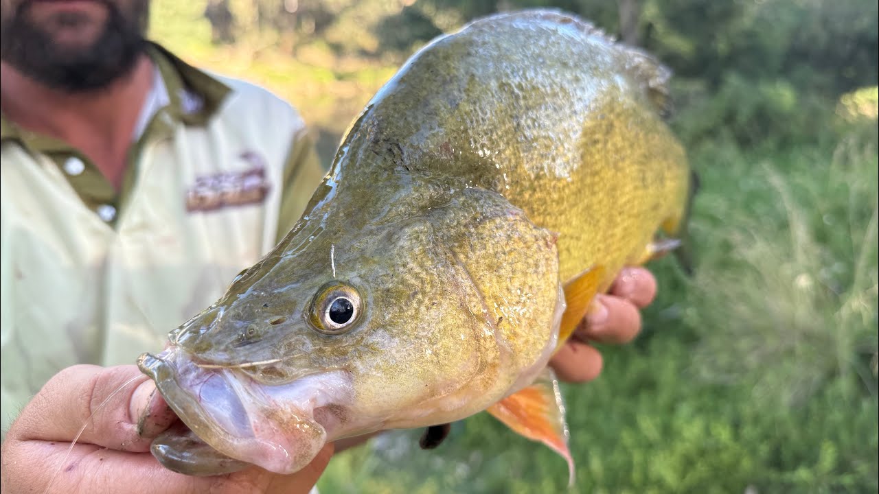 Central Victoria Golden Perch catch and cook!!