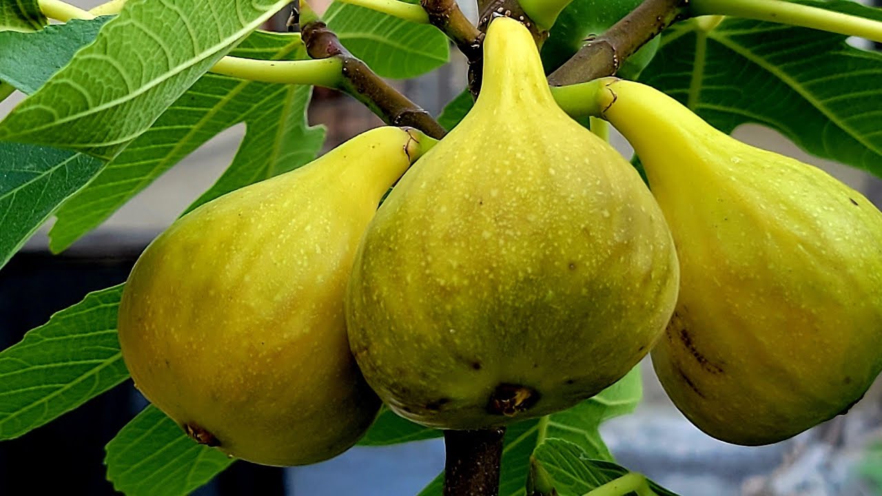 Fig season update, July 24th, 2025.