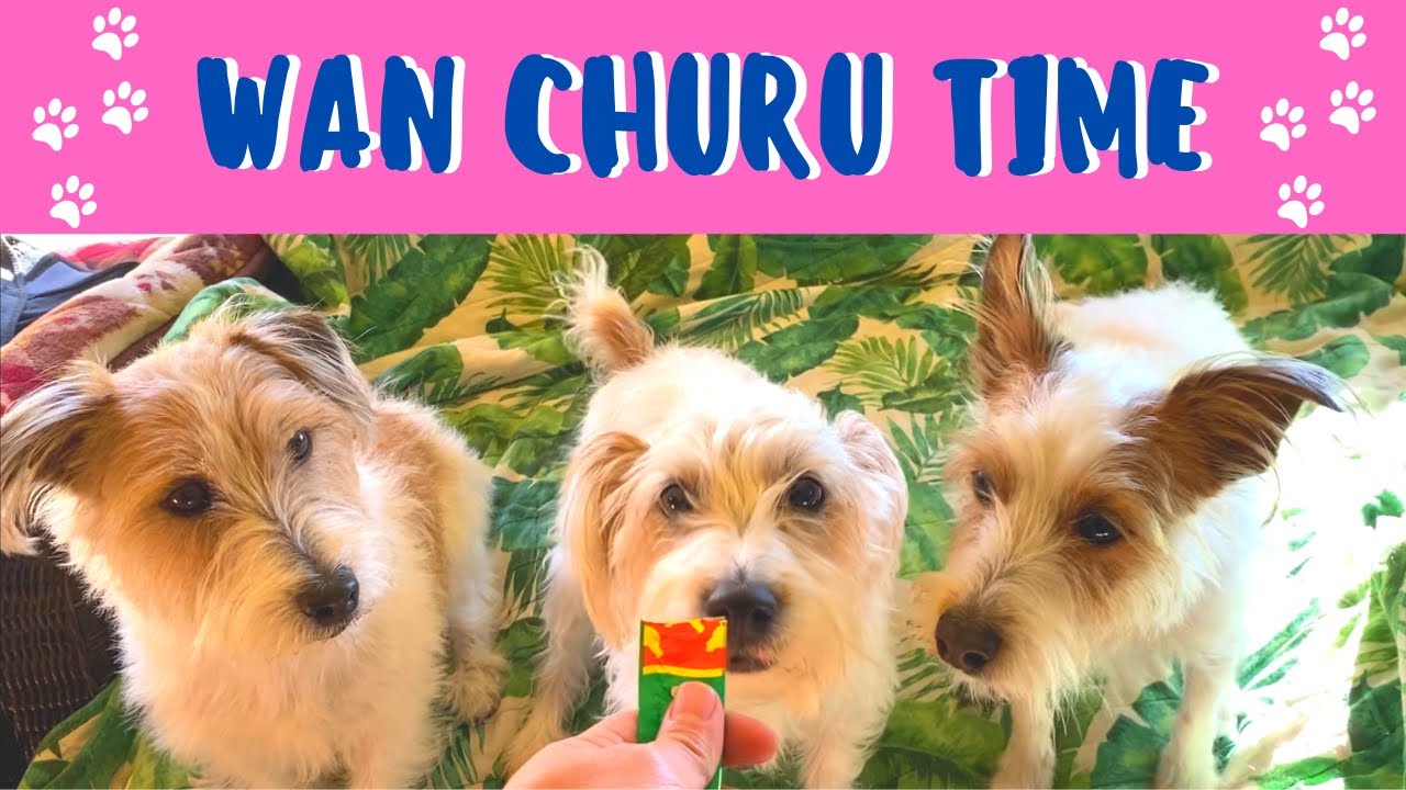 Wan Churu Time Japanese Dog Treat ワンチュールをあげてみた Youtube
