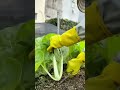 cutting fresh green vegetables with large scissors in a garden and arranging them in neat rows