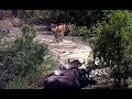 WildLife Африканские буйволы троллят львиный прайд African buffaloes trolling lion pride Well done!