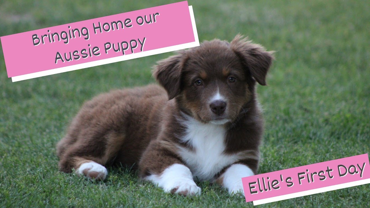 craigslist mini aussie