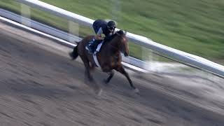 Singing Bullet works at Gulfstream Park January 13, 2017