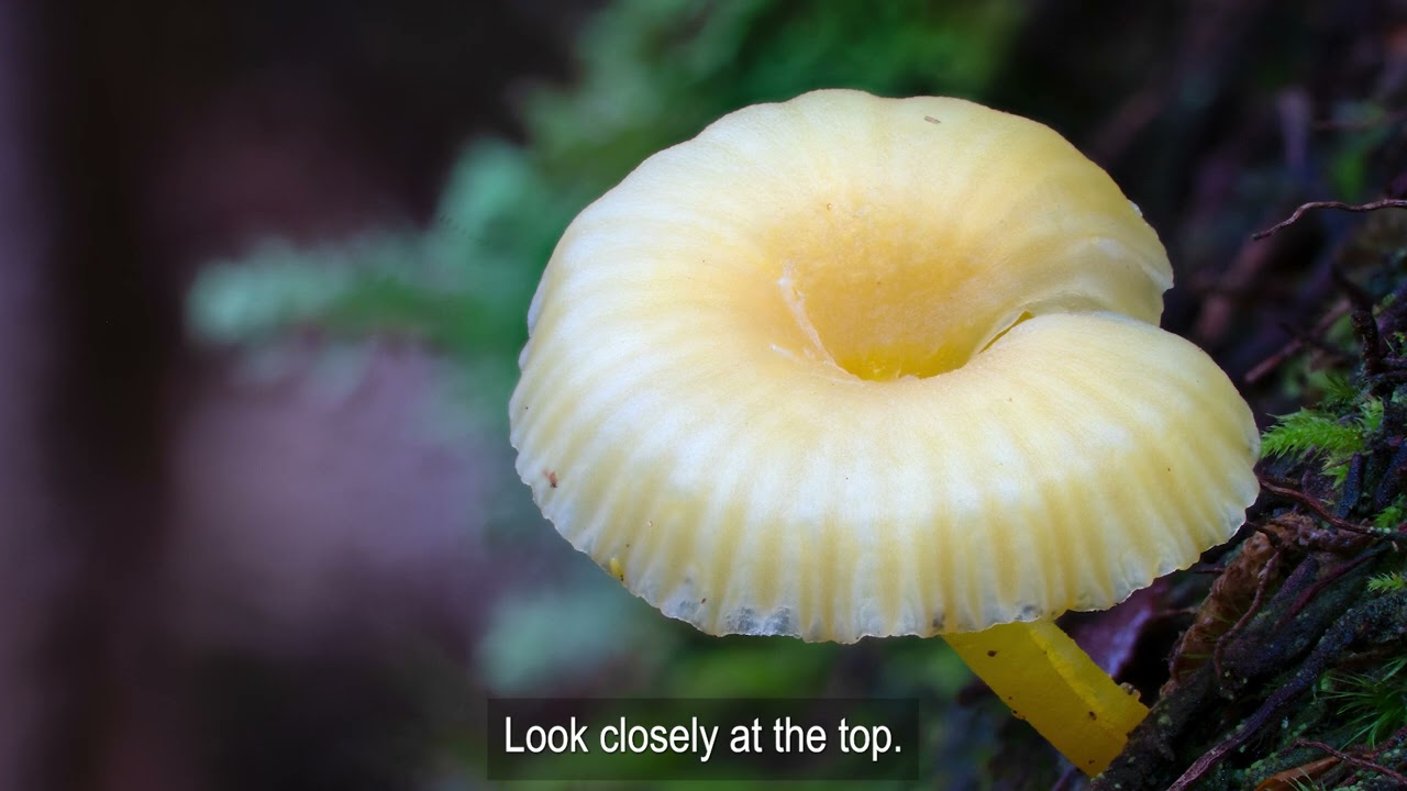 The Great Aussie Fungi Hunt 2025 - YouTube