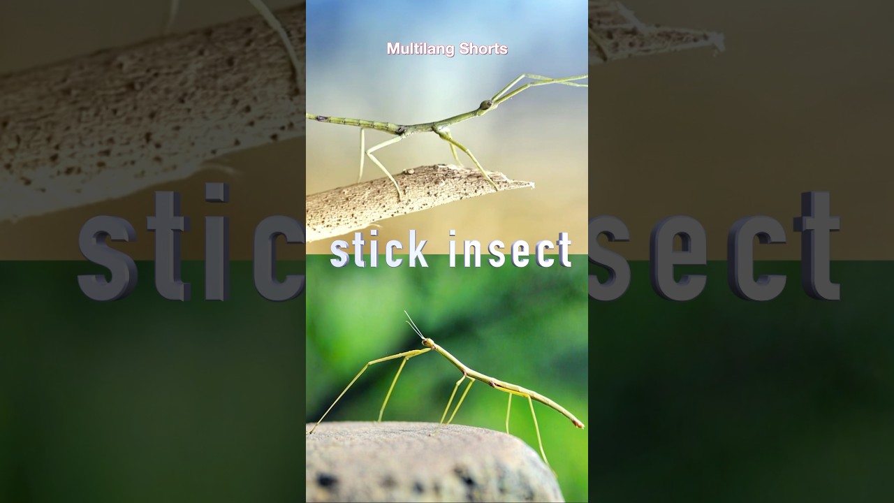 What’s a Stick Insect? 🌿 Learn Insect Names!