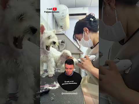 Dogs in Grooming Salons 😹