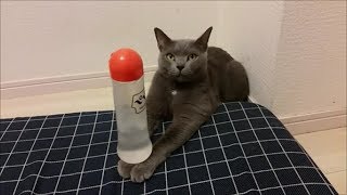 【乗せネコ】ヒゲ剃りに使ってるボトル乗せてみた
