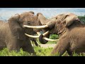 Elephant twins escape battling bulls  dynasties ii  bbc earth