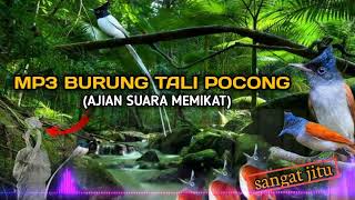 suara pikat burung seriwang/tali pocong MP3 sangat ampuh silahkan di coba‼️