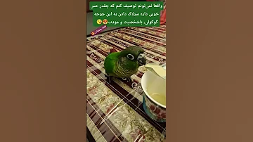 چیکو دارچین جوجه طوطی گرینچیک سرلاک پرنده عشق Birds Parrot Birdslover Pets Birdwatching 