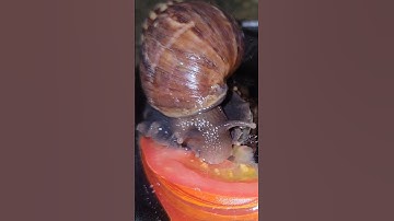Ốc sên bị đói lâu ngày và ăn k ngừng nghỉ / the life of all thing #snails