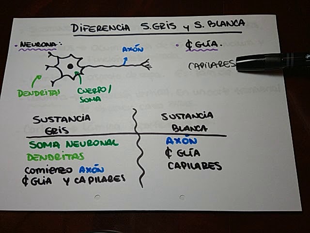 Generalidades de neuroanatomía