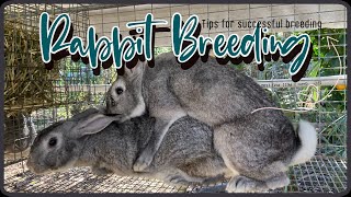 Tips For Successful American Chinchilla Meat Rabbit Breeding