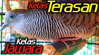 Perkutut lokal GACOR - jago memikat PERKUTUT.