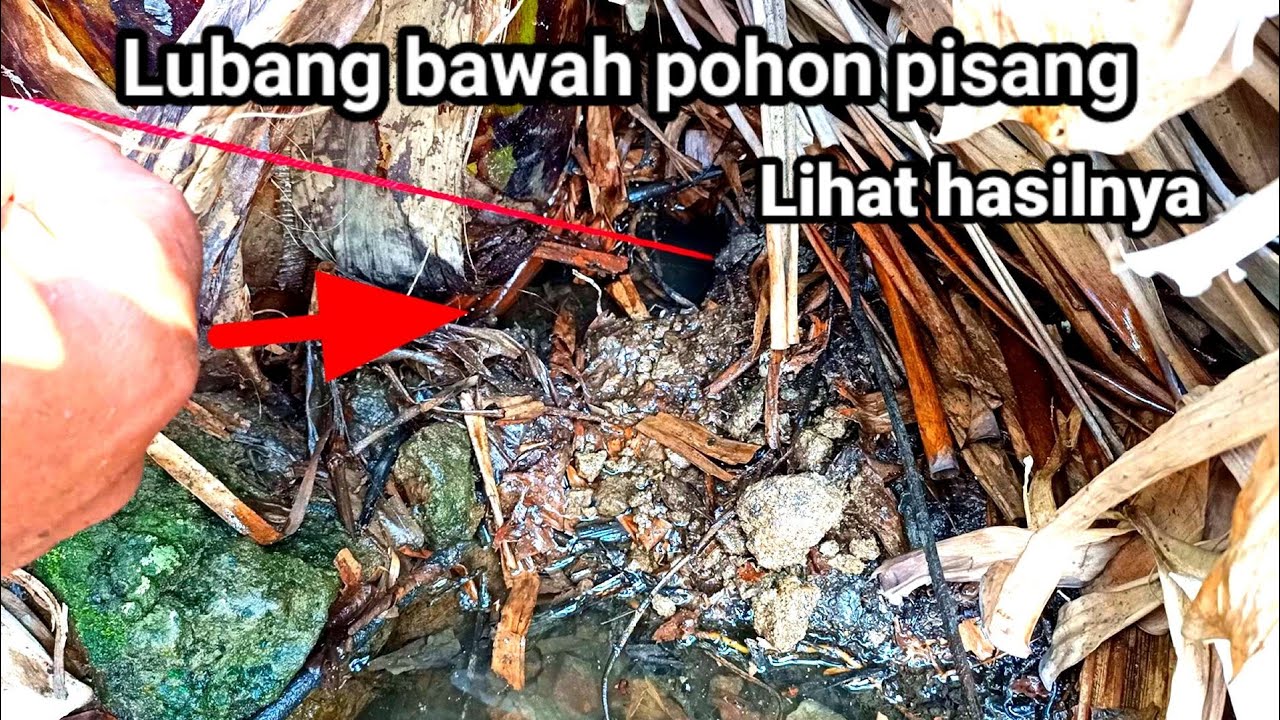 Mancing belut di spot rawa perbatasan Nganjuk sama Jombang, Eel fishing.