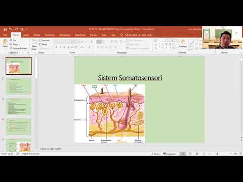 somatosensory system