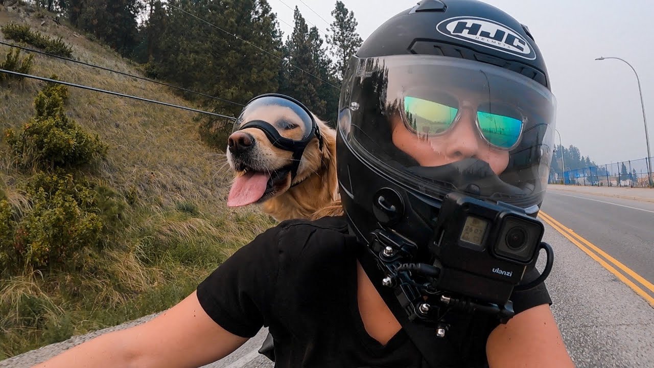 Kiwi Biker Dog - Donneinsella