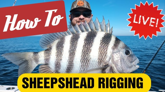 6 DIY Fishing Rigs (For Sheepshead Fishing) How To Rig With Crabs