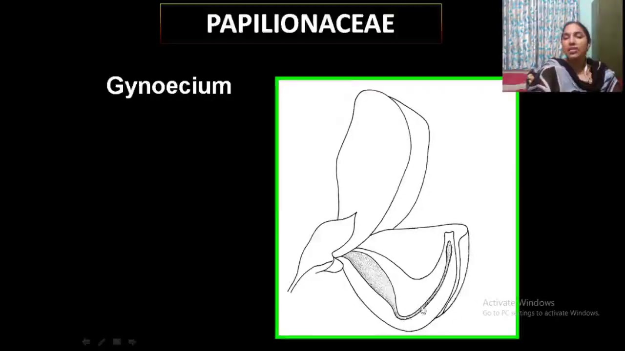 fabaceae (papilionaceae)