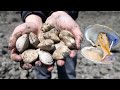 Absolute Beginner's Guide to Clamming & How to make New England Clam Chowder