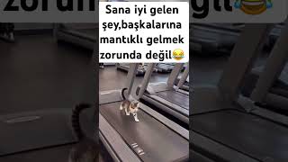 Komik kedi videoları//komik ve eğlenceli hayvan videoları/#kesfetdeyim #puppy