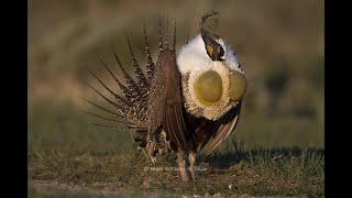 Greater Sage Grouse by Mark Williams  313 views 3 years ago 5 minutes, 34 seconds