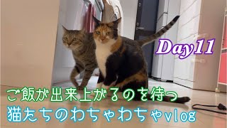 腹ぺこ猫たちのわちゃわちゃvlogDay11