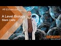 Stem Cells and Their Applications
