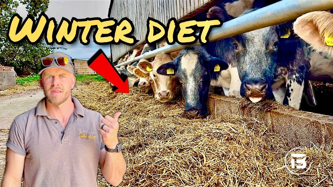 Feeding Beef Cattle To Finish | What We Are Feeding To Cattle After A ...