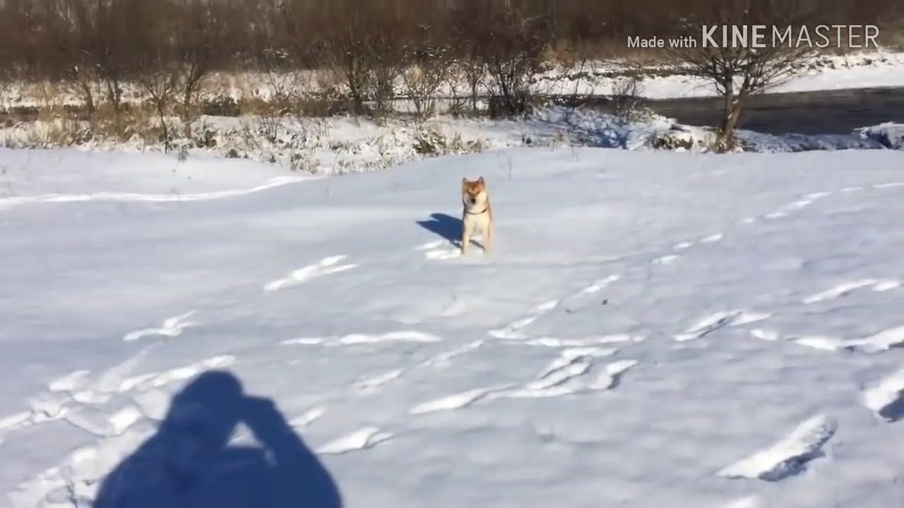 Это мерседес братан