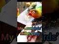 My Lovebirds Family Millet Party 🎉🌾🦜 #SelfGrowth #Mindset #Success #Psychology #Motivation #SelfAwar