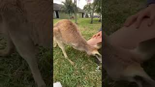 What’s inside a kangaroo pouch?