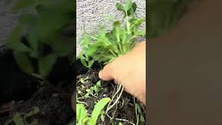 A Morning with Fresh Fenugreek #forageharvest #satisfying #gardening