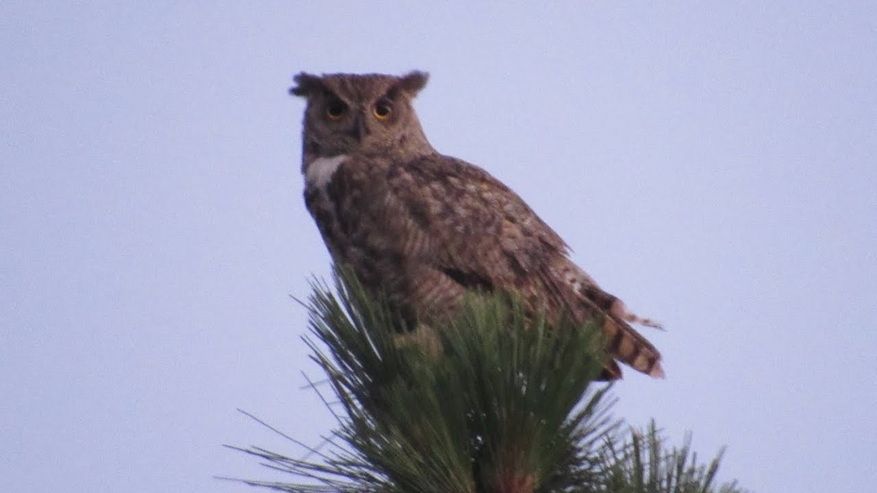 Great Horned Owl Calling  -- Maryland, Oregon, and Arizona