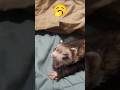 FERRETS YAWNING ♥️🥹 #pets #shorts